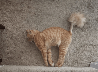Illustration de l'article : 17 photos prouvant que l'on peut s'attendre à tout avec un chat
