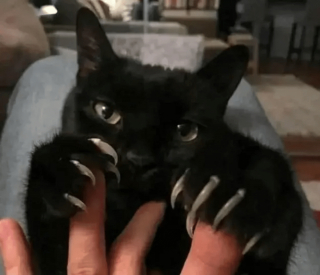 Illustration de l'article : 17 photos prouvant que l'on peut s'attendre à tout avec un chat