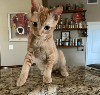Illustration de l'article : 17 photos prouvant que l'on peut s'attendre à tout avec un chat