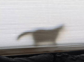 Illustration de l'article : 17 photos prouvant que l'on peut s'attendre à tout avec un chat