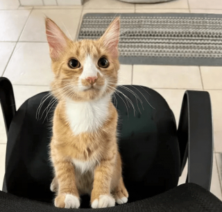 Illustration de l'article : 17 photos prouvant que l'on peut s'attendre à tout avec un chat
