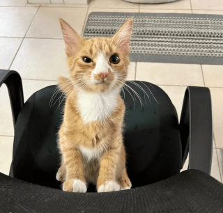 Illustration de l'article : 17 photos prouvant que l'on peut s'attendre à tout avec un chat