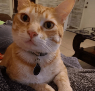 Illustration de l'article : 17 photos prouvant que l'on peut s'attendre à tout avec un chat