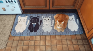 Illustration de l'article : 17 photos prouvant que l'on peut s'attendre à tout avec un chat