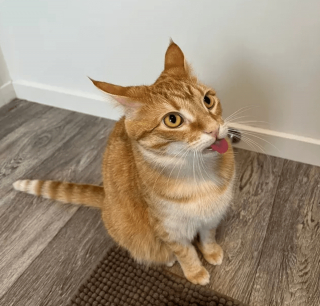 Illustration de l'article : 17 photos prouvant que l'on peut s'attendre à tout avec un chat