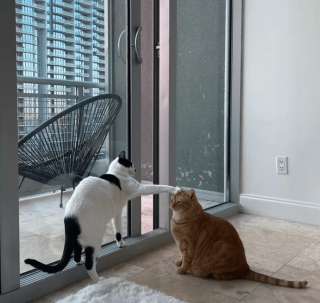 Illustration de l'article : 17 photos prouvant que l'on peut s'attendre à tout avec un chat