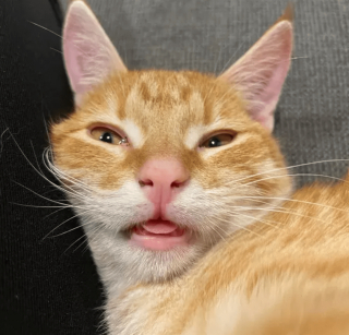 Illustration de l'article : 17 photos prouvant que l'on peut s'attendre à tout avec un chat