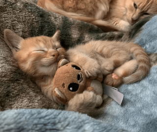 Illustration de l'article : 17 photos prouvant que l'on peut s'attendre à tout avec un chat