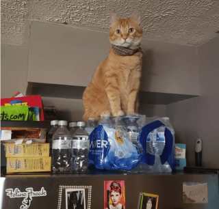 Illustration de l'article : 17 photos prouvant que l'on peut s'attendre à tout avec un chat