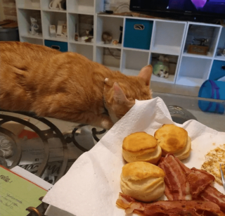 Illustration de l'article : 17 photos prouvant que l'on peut s'attendre à tout avec un chat