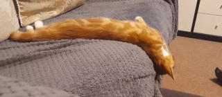 Illustration de l'article : 17 photos prouvant que l'on peut s'attendre à tout avec un chat