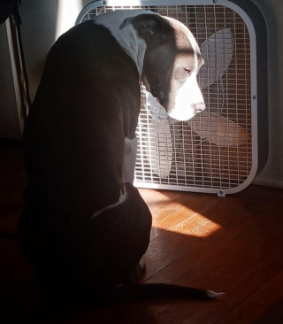 Illustration de l'article : 16 photos prouvant que chats et chiens sont naturellement doués pour jouer la comédie