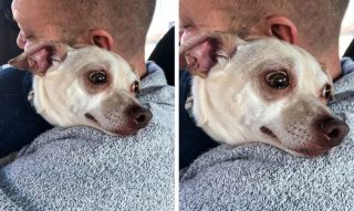 Illustration de l'article : 16 photos prouvant que chats et chiens sont naturellement doués pour jouer la comédie