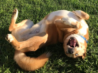 Illustration de l'article : 16 photos prouvant que chats et chiens sont naturellement doués pour jouer la comédie
