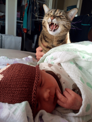 Illustration de l'article : 16 photos prouvant que chats et chiens sont naturellement doués pour jouer la comédie