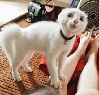 Illustration de l'article : 16 photos prouvant que chats et chiens sont naturellement doués pour jouer la comédie