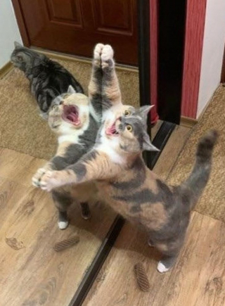 Illustration de l'article : 16 photos prouvant que chats et chiens sont naturellement doués pour jouer la comédie