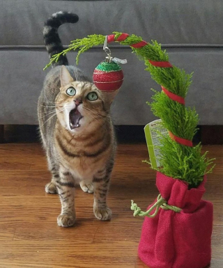 Illustration de l'article : 16 photos prouvant que chats et chiens sont naturellement doués pour jouer la comédie