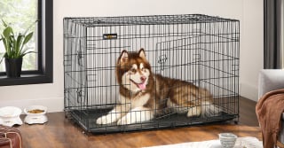 Illustration de l'article : 6 accessoires incontournables pour faciliter le quotidien de tout propriétaire de chien ou chat