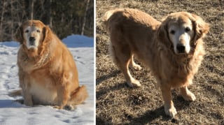 Illustration de l'article : 14 photos d'animaux totalement transformés et en pleine forme après avoir vaincu le surpoids