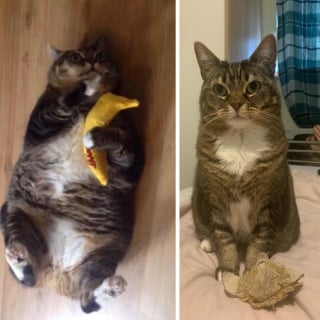 Illustration de l'article : 14 photos d'animaux totalement transformés et en pleine forme après avoir vaincu le surpoids