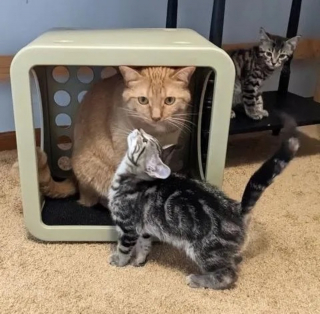 Illustration de l'article : Jasper, le chat secouru qui vient en aide à ses semblables, a encore "frappé" : voici ses nouveaux petits protégés qui le suivent partout