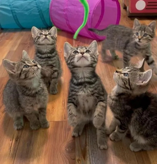 Illustration de l'article : Jasper, le chat secouru qui vient en aide à ses semblables, a encore "frappé" : voici ses nouveaux petits protégés qui le suivent partout