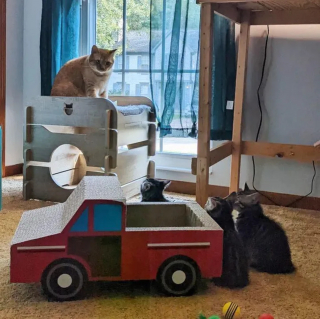 Illustration de l'article : Jasper, le chat secouru qui vient en aide à ses semblables, a encore "frappé" : voici ses nouveaux petits protégés qui le suivent partout