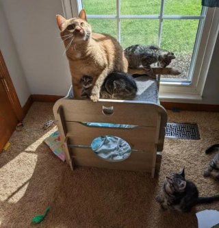 Illustration de l'article : Jasper, le chat secouru qui vient en aide à ses semblables, a encore "frappé" : voici ses nouveaux petits protégés qui le suivent partout