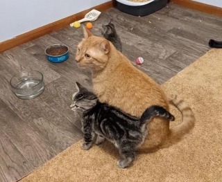 Illustration de l'article : Jasper, le chat secouru qui vient en aide à ses semblables, a encore "frappé" : voici ses nouveaux petits protégés qui le suivent partout