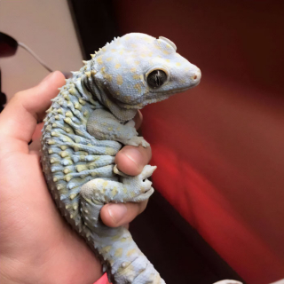 Illustration de l'article : 20 photos adorables et drôles qui vous feront tomber amoureux des lézards si vous ne l'êtes pas déjà