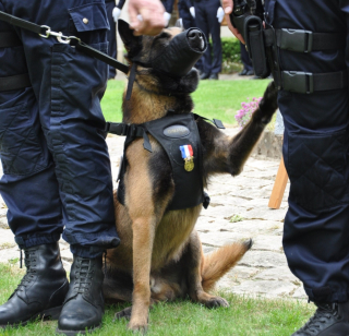 Illustration de l'article : La police de l'Aisne rend un émouvant hommage à Falco, son premier chien de recherche de stupéfiants après son décès