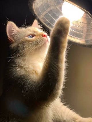 Illustration de l'article : 20 photos d'animaux qui n'ont pas grand chose à envier aux oeuvres d'art de la Renaissance