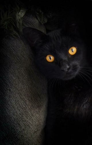 Illustration de l'article : 20 photos d'animaux qui n'ont pas grand chose à envier aux oeuvres d'art de la Renaissance