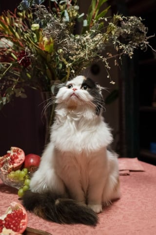 Illustration de l'article : 20 photos d'animaux qui n'ont pas grand chose à envier aux oeuvres d'art de la Renaissance