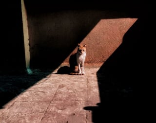 Illustration de l'article : 20 photos d'animaux qui n'ont pas grand chose à envier aux oeuvres d'art de la Renaissance