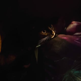 Illustration de l'article : 20 photos d'animaux qui n'ont pas grand chose à envier aux oeuvres d'art de la Renaissance