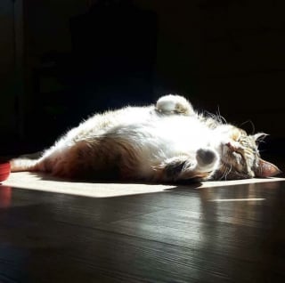 Illustration de l'article : 20 photos d'animaux qui n'ont pas grand chose à envier aux oeuvres d'art de la Renaissance