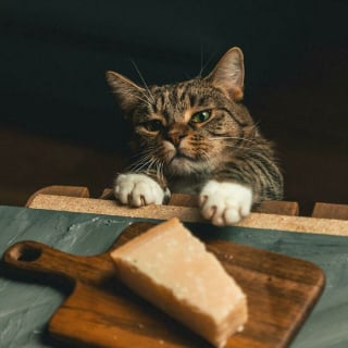 Illustration de l'article : 20 photos d'animaux qui n'ont pas grand chose à envier aux oeuvres d'art de la Renaissance