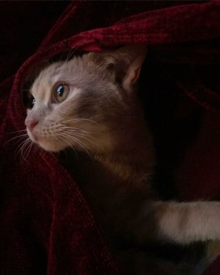 Illustration de l'article : 20 photos d'animaux qui n'ont pas grand chose à envier aux oeuvres d'art de la Renaissance