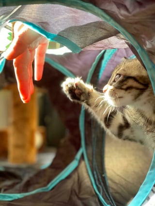 Illustration de l'article : 20 photos d'animaux qui n'ont pas grand chose à envier aux oeuvres d'art de la Renaissance