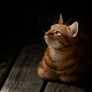 Illustration de l'article : 20 photos d'animaux qui n'ont pas grand chose à envier aux oeuvres d'art de la Renaissance