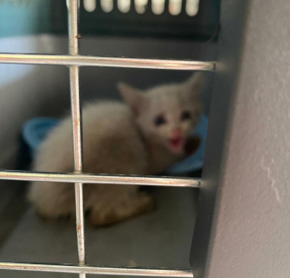Illustration de l'article : Un chaton se faufile dans le moteur d’une voiture et résiste à toutes les tentatives d’extraction, jusqu’à l’intervention des gendarmes