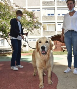 Illustration de l'article : En Corrèze, une chienne accompagne les victimes de violences lors des procès pour les aider à témoigner
