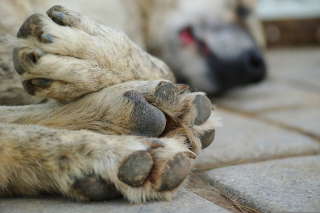 Illustration de l'article : Vivre dans la rue avec son animal de compagnie, c’est relever les défis ensemble, à chaque instant