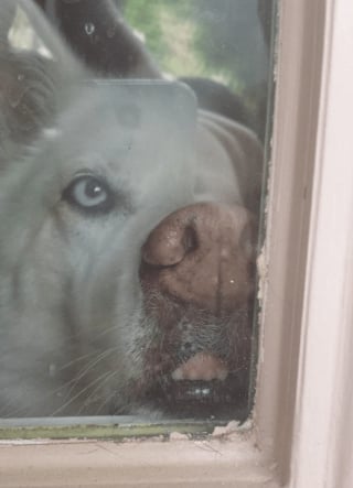 Illustration de l'article : 14 photos tordantes d'animaux pris de "dysfonctionnements"
