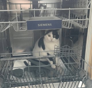 Illustration de l'article : 14 photos tordantes d'animaux pris de "dysfonctionnements"