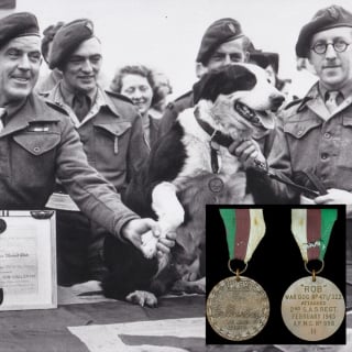 Illustration de l'article : La médaille d’un chien héros de la 2e Guerre mondiale vendue aux enchères pour la bonne cause