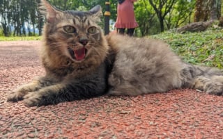 Illustration de l'article : Ce chat sénior ne manquerait ses promenades au parc avec son humain sous aucun prétexte