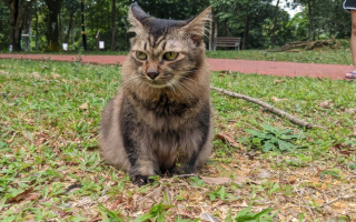 Illustration de l'article : Ce chat sénior ne manquerait ses promenades au parc avec son humain sous aucun prétexte